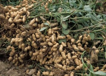 Abubuwan Da Suka Kamata A Sani Kan Noman Gyada