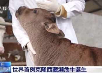 Sin Ta Yi Nasarar Kirkirar Kwayar Halittar Nau’ikan Shanun Xizang Dake Bakin Karewa