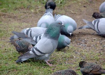 Tsawon Shekaru Nawa Tattabaru Ke Yi A Duniya