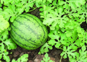 Dabarun Noman  Kankana A Nijeriya