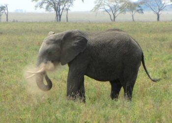 Giwa Ta Tattake Wani Jagoran Yawon Bude Ido A Afirka Ta Kudu