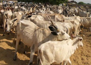 Wuraren Kiwo: Fulani Sun Yi Murna Da Matakin Shugaban Kasa – Ngelzarma