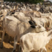 Nasarawa Wuraren Kiwo: Fulani Sun Yi Murna Da Matakin Shugaban Kasa – Ngelzarma
