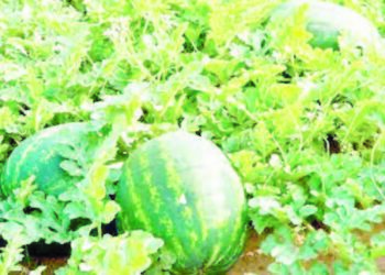 Cibiyar Binciken Tsirrai Za Ta Binciko Bullar Cutar Kankana A Bauchi