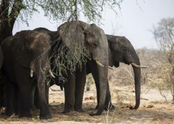 Botswana Ta Yi Barazanar Aika Giwa 20,000 Jamus