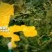 Ramadan basket Gwamnatin Kebbi Ta Amince Da Murabus Din Babban Limamin Masallacin Wala