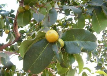 Takaitaccen Nazari A Kan Bishiyar Kanya