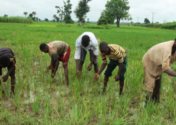 Noman Daminar Bana: Kisan Manoma Na Mayar Da Hannun Agogo Baya