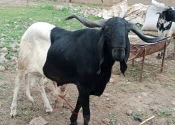 Farashin Raguna Ya Tashi, An Samu Ragon Miliyan 1 Kaduna