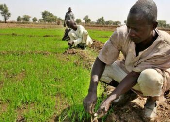 Manoman Kano Da Kaduna Za Su Amfana Da Shirin Yaki Da Cutar Tumatir