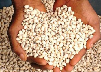 Cibiyar Noma Za Ta Samar Da Ingantaccen Irin Farin Wake 