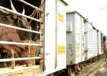 Nan Ba Da Jimawa Ba Makiyaya Za Su Ci Gaba Da Jigilar Dabobbi A Jirgin Kasa – NRC 