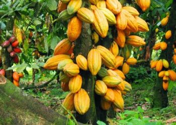 Nijeriya Za Ta Bunkasa Noman Koko Zuwa Tan 500,000 A 2025
