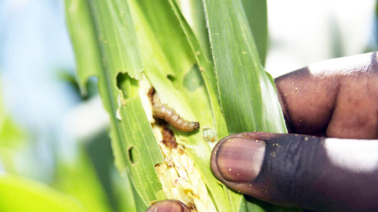 An agriculture officer inspects maize plants damaged by fall armyworm in the Trans Mzoia region of Kenya, on Wednesday, May 24, 2017. A fall armyworm outbreak in Kenya has affected more than a government estimate of more than 100,000 hectares just weeks ago, according to Director of Crops in Agriculture Ministry Johnson Irungu. Photographer: Riccardo Gangale/Bloomberg via Getty Images