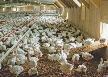 Cututtukan Da Suka Fi Addabar Kajin Gidan Gona Lokacin Damina