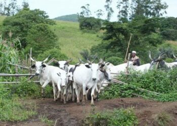 Yadda Noman Shanu Ya Rage Amfanin Gonar Da Ake Samu A Kaduna