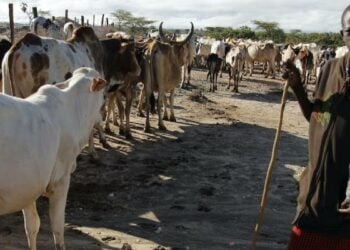 Ƴan Bindiga Sun Kashe Manoma 8, Sun Sace Dabbobi 1,260 A Sakkwato