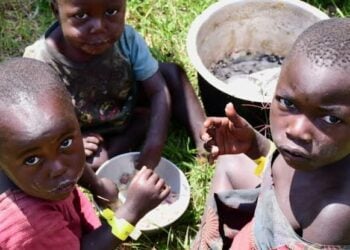 Mutane Sun Fara Tona Ramin Tururuwa Don Neman Abinci A Borno