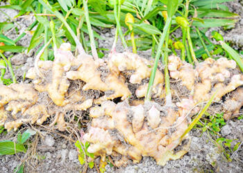 Majalisar Dattawa Ta Bukaci NEMA Ta Kai Wa Manoman Citta Dauki A Kaduna