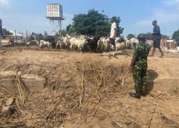 Sojoji Sun Kashe Ƙasurgumin Ɗan Ta’adda, Sun Kama Ɓarayin Shanu 22