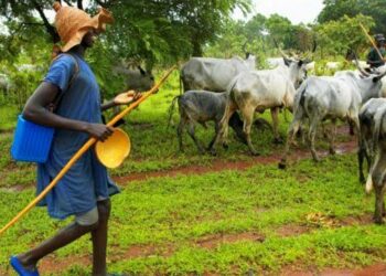 Kungiyar Miyatti Allah Ta Haramta Kiwon Dare A Jihar Kwara