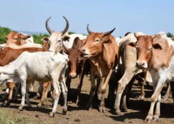 Dalilin Da Ya Sa Makiyaya Suka Tafka Asarar Shanu Sama Da 1,000 A Taraba