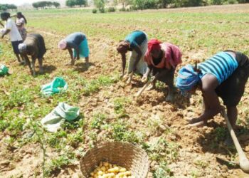 Dalilin Gwamnatin Tarayya Na Ƙaddamar Da Aikin Noma Ga ‘Yan Gudun Hijira A Filato