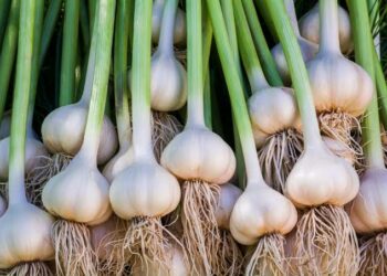 Yadda Ake Noman Tafarnuwa