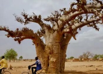 Bishiyar Kuka Na Iya Kwashe Shekaru 2,000 A Raye