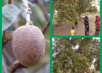 Amfanin Gawasa Ga Lafiyar Dan’adam