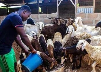 Shawarwarin Kwamitin Ma’aikatar Bunkasa Kiwon Dabbobi Ga Gwamnatin Tarayya