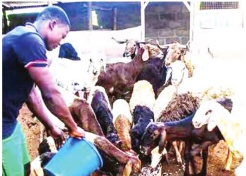 Nijeriya Ta Tafka Asarar Dala Biliyan 1.5 Sakamakon Watsi Da Fannin Kiwon Dabbobi