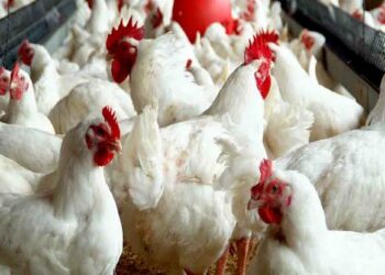 Dalilan Masu Kiwon Kajin Gidan Gona Na Rungumar Sabuwar Dabarar Kiwo A Kano