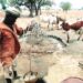 Benedict Peters Tinubu Ya Sha Alwashin Kawo Karshen Rikicin Manoma Da Makiyaya A Nijeriya