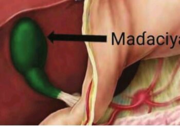 Aikin Madaciya A Jikin Dan’adam