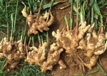 Bullar Cutar Da Ke Lalata Citta Ta Sa Farashinta Ya Sake Karuwa A Karo Na Shida