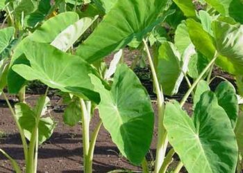 Amfani Da Ganyen Doyar Da Aka Yi Wa Aure Na Kara Bunkasa Samar Da Ita- IITA
