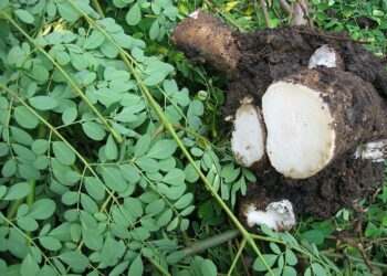 Za A Iya Samun Biliyoyin Daloli A Noman Zogale Da Kantu A Tekun Chadi