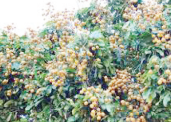 Nazari A Kan Noman Agwaluma