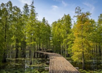 Kasar Sin Na Ci Gaba Da Inganta Kiyaye Dausayi