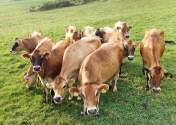 Japan Ta Kirkiro Da Sabuwar Kimiyyar Samar Da Ingantacciyar Madarar Shanu