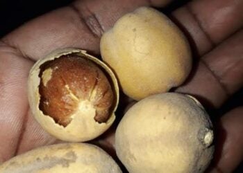 Amfanin Aduwa Ga Lafiyar Ɗan Adam