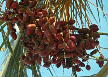 Sharhi Kan Dabarun Noman Dabino A Nijeriya