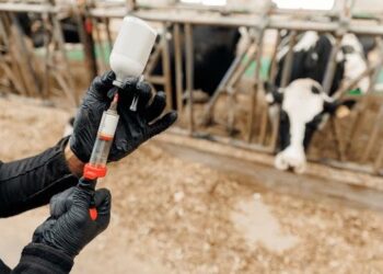 Kwararru Sun Nuna Fargaba Kan Yadda Wasu Makiyaya Ke Bai Wa Dabbobinsu Magunguna Barkatai