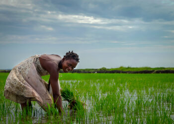 Hadin Gwiwar Fasaha Tsakanin Sin Da Afrika Za Ta Inganta Tsarin Samar Da Abinci A Nahiyar Afrika