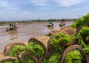 Sin Sin Na Hasashen Samun Karin Yabanya A Shekarar 2025