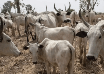 Ƴan Bindiga Sun Kashe Shanu 37 A Filato