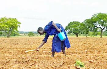 Yayin Da Ake Fuskantar Daminar Bana: Sabbin Hare-hare Na Barazana Ga Shirin Wadata Kasa Da Abinci