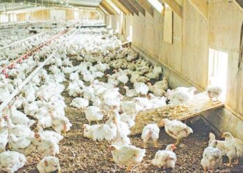 Hanyoyi Biyar Na Kare Kajin Gidan Gona Daga Tsananin Zafi