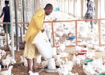 Dalilan Da Suke Sa Masu Kiwon Kajin Gidan Gona Ci Gaba Da Tafka Asara A Halin Yanzu